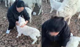 羊圈吃瓜爆料是真的吗,真相揭秘，是真是假？